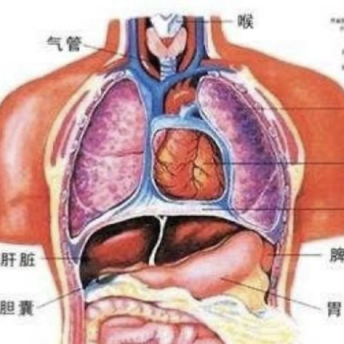 心、肺、肝、膽各有剋星，也各有保養方法！別錯過校長醫師的解析 - Mark哥醫師