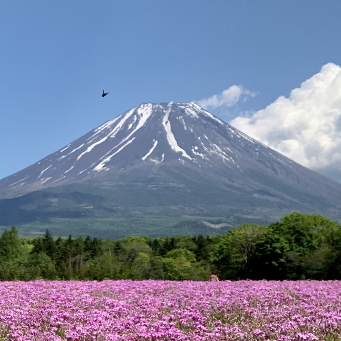推介富士山下的三個特別景點：吉田鐘樓、花之都公園和本栖湖度假村