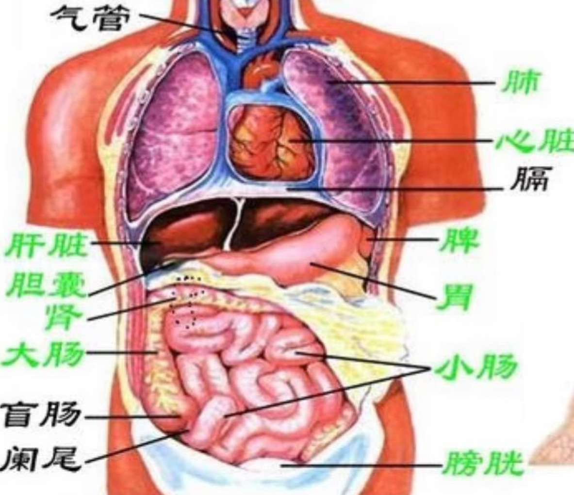 中醫知識-中醫臟腑（五臟六腑/六臟六腑）學說 （一）- Mark哥醫師