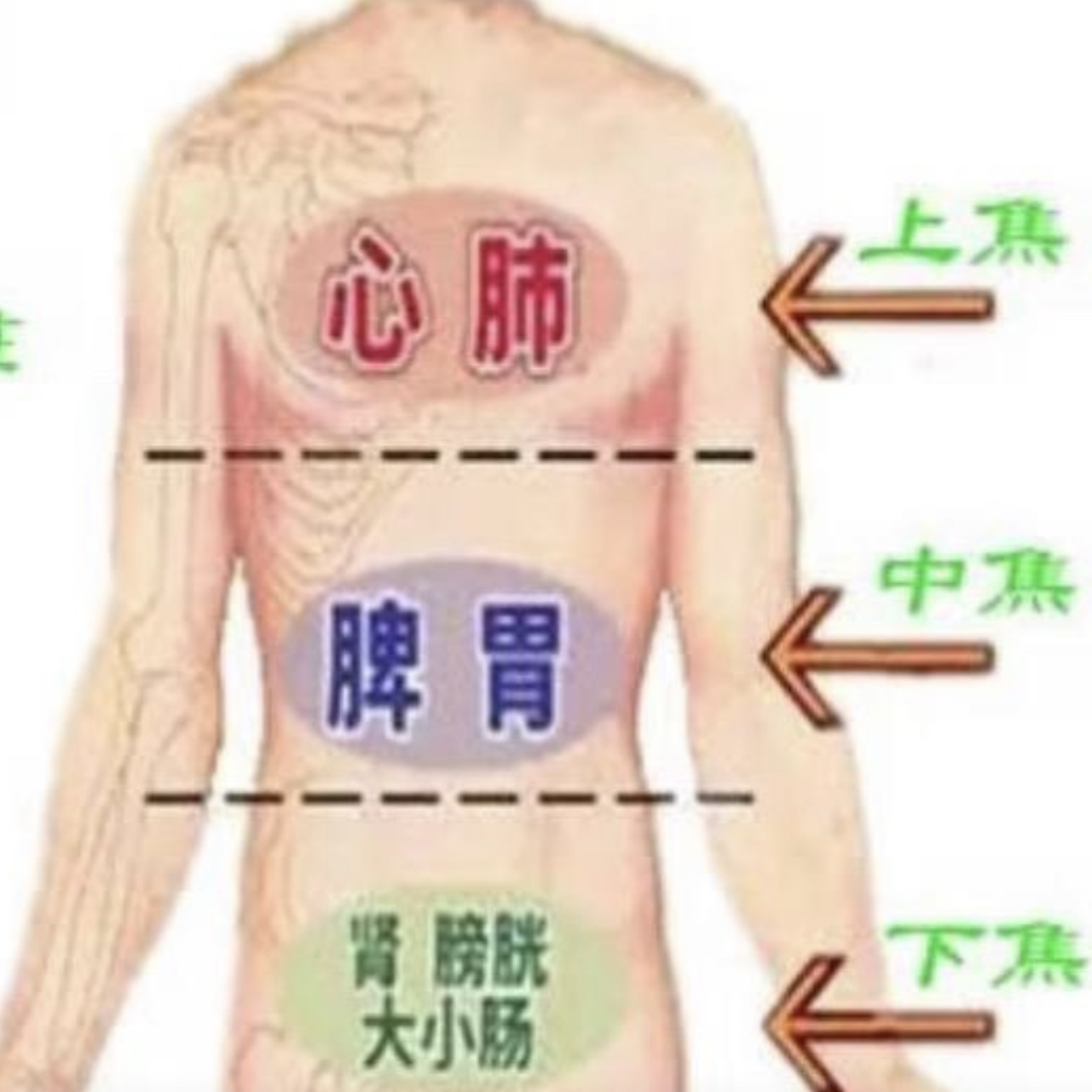 中醫知識-中醫臟腑（五臟六腑/六臟六腑）學說 （二）- Mark哥醫師