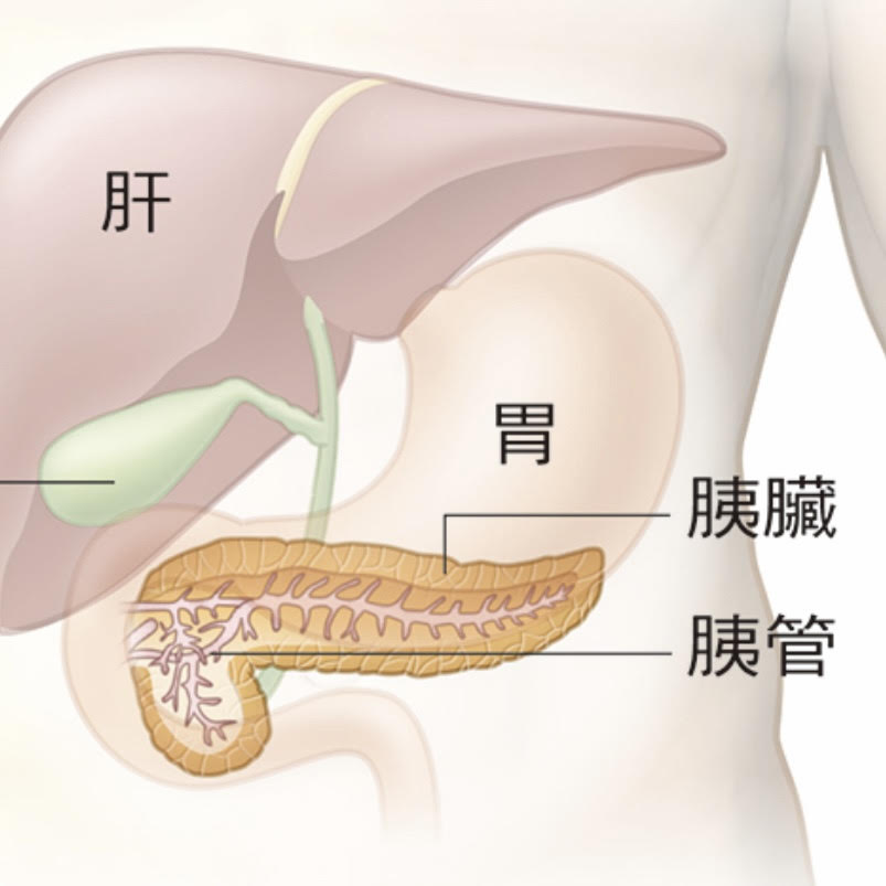 腸、胃、腎、胰各有剋星，也各有保養方法！別錯過校長醫師的解析 - Mark哥醫師
